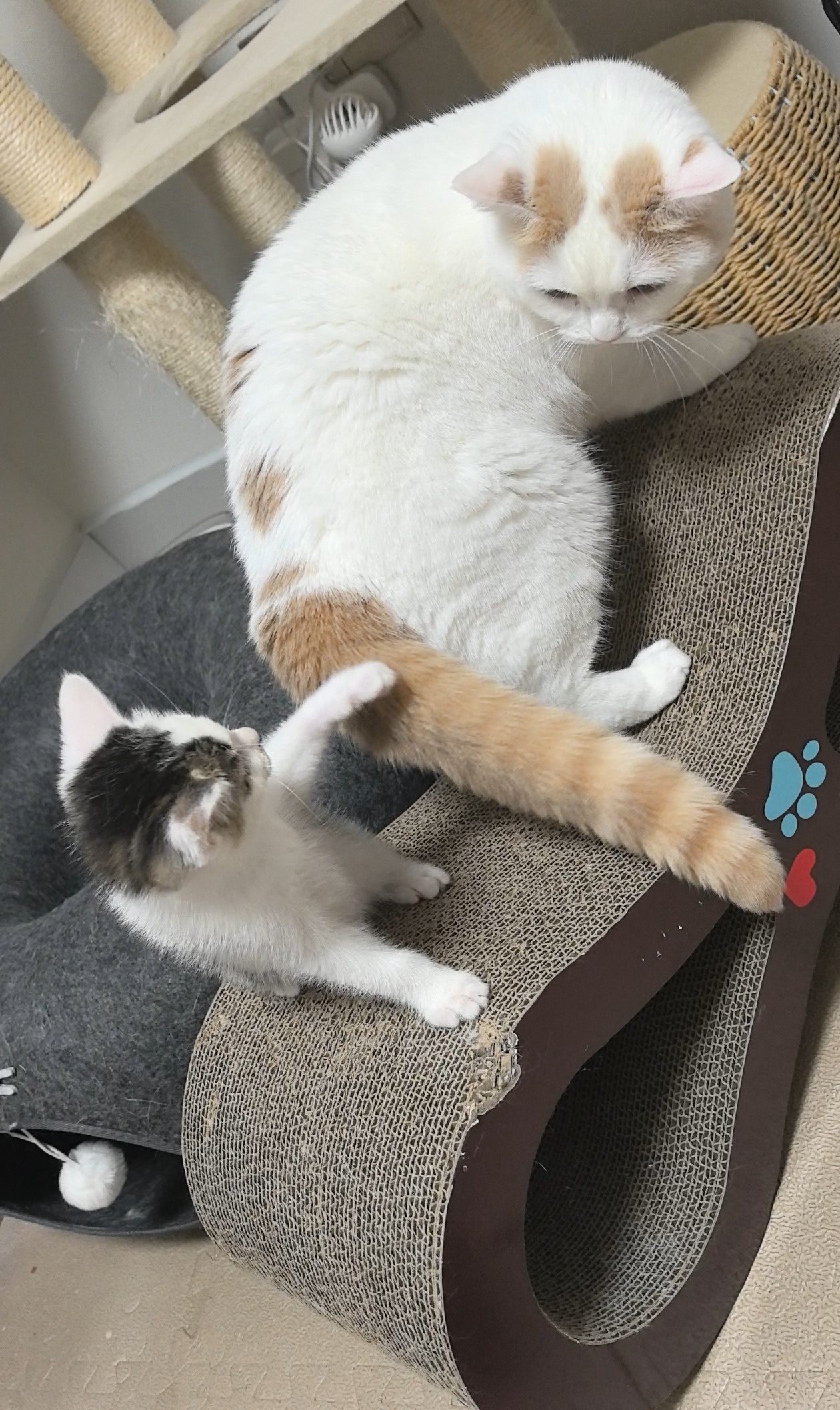 世界上最没有素质的猫在我家 