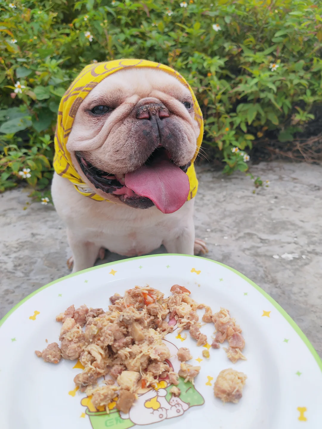 狗狗蔫蔫不吃饭 全靠鲜食拯救