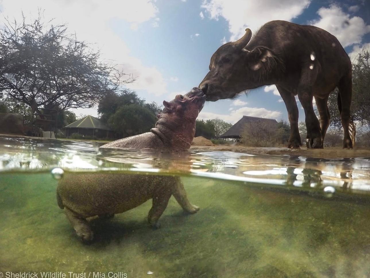 小河马Bumpy问早安的方式📸： sheldricktrust yangdu动