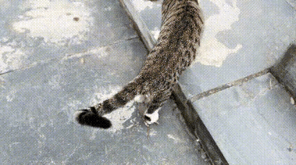 这只狸花猫捉了一只老鼠，人家根本不着急吃，而是用两只后腿踩着玩。踩的时候连看都不