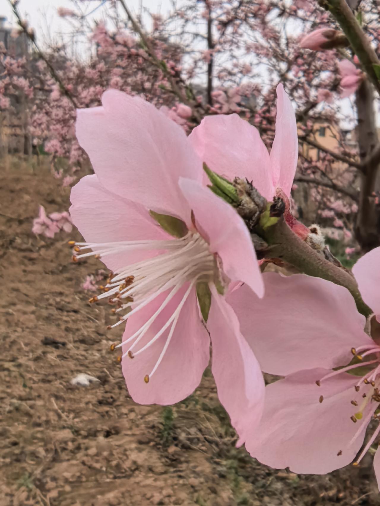 南湖边的城中村，一片桃园的花儿吸引了我。原来要拆迁，村子几乎废弃，村边垃圾围村，