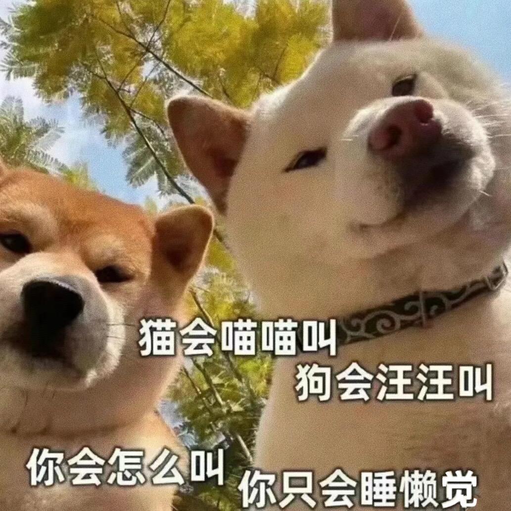 猫会喵喵叫，狗会汪汪叫；你会怎么叫，你只会睡懒觉。猫咪表情包 #趣味表情包