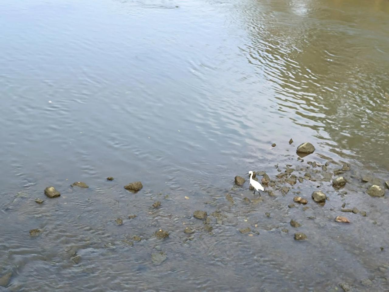  
白鹭闲立水边石，
静享自然之美景。