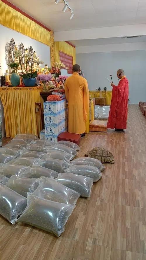 持续放生的人能得到无限福报，这几种果报,你知道几个呢?

你的生命，正在一天天变