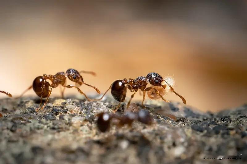 孩子零食肉干掉地上蚂蚁吃完全死了 5月20日有消息传出来，海南有个孩子的手撕肉干