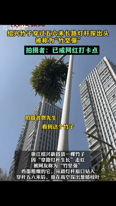 “解释不清了！浙江绍兴，一位男子出门遛娃，无意间看见路灯杆头部竟长满郁葱的竹叶，