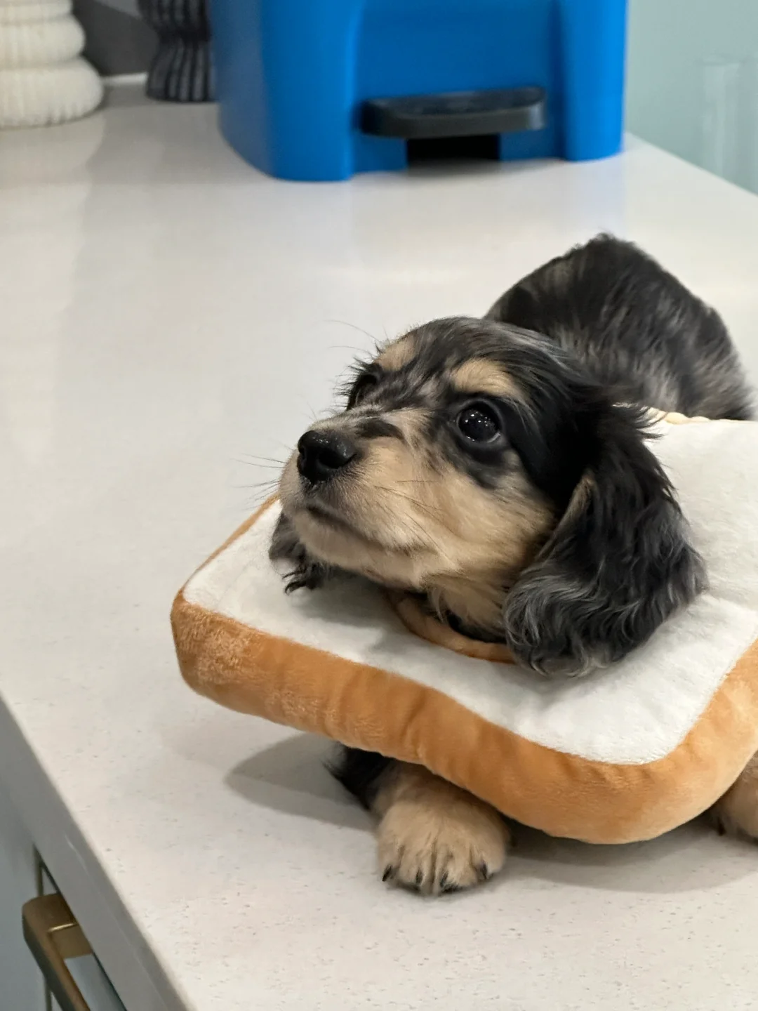 翘臀小狗🐶让我看看谁的小屁股比我们翘的高