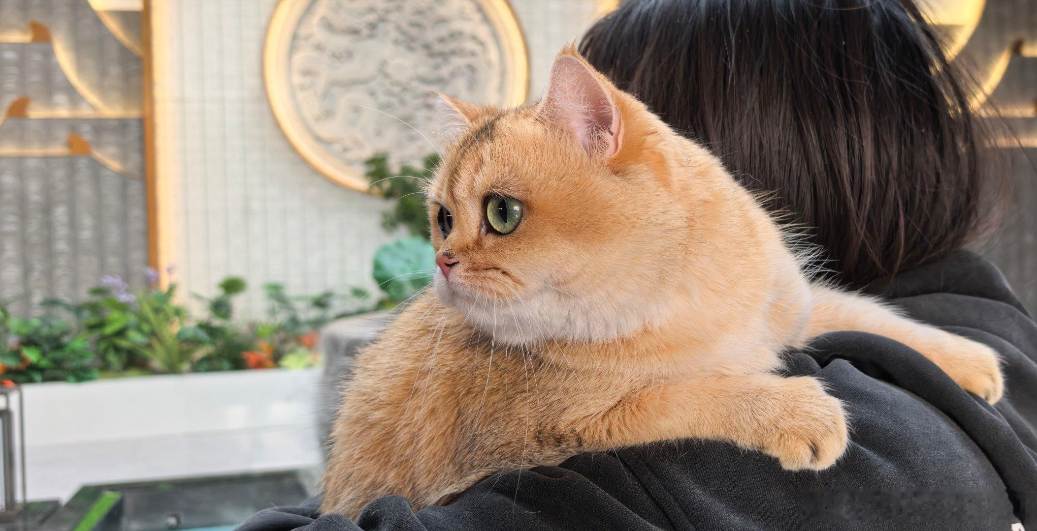 我家虎妞 
