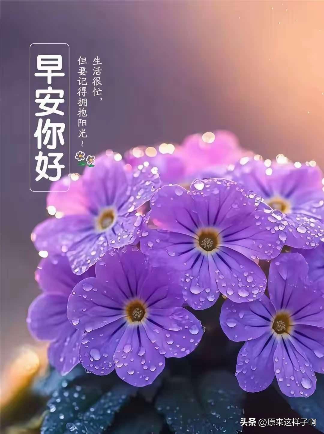 笔者ahwwxbh

一朵朵带着晶莹露珠的紫花，迎着晨光静静绽放。花瓣上颗颗透亮
