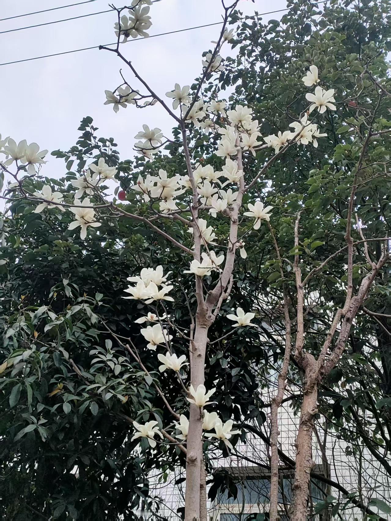 生活就像含苞待放的春天
一路走下去，
总会遇到繁花盛开之时，
坚持下来就会有希望