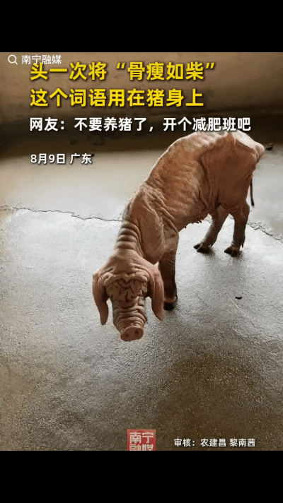 “笑不活了！”广东一网友养了几头猪，养了一段时间后，本以为会长的圆圆滚滚的，不料