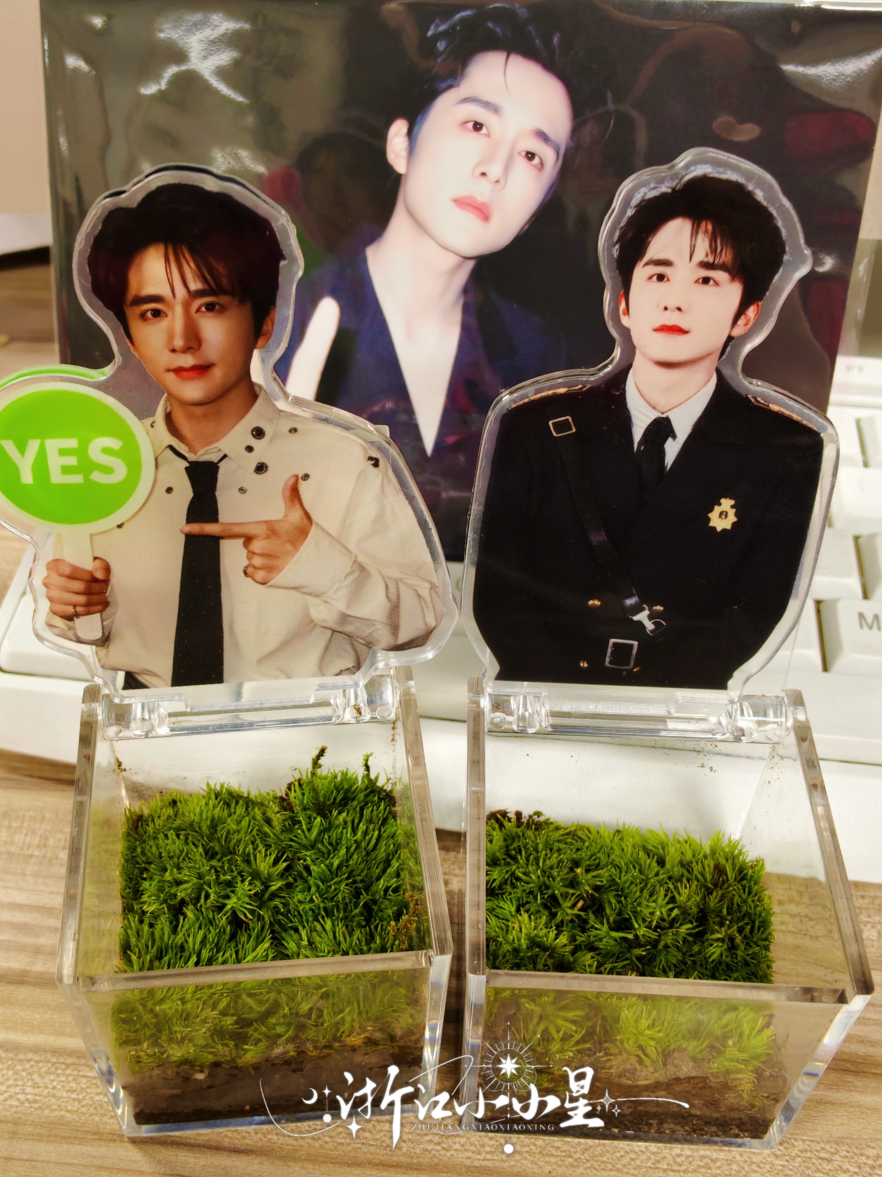 张新成 张海盐亲自看管的黄昏草张新成 