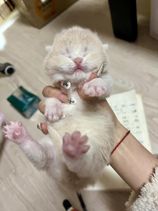 🇭🇰HK一窩紫金BB 搵屋企～