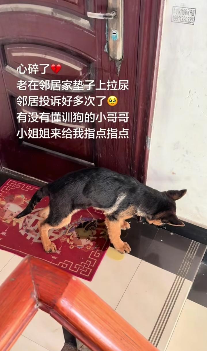 遇到这种管不住狗的邻居，你会怎么做？
近期一女网友养了只狗，不知道为什么，每次出