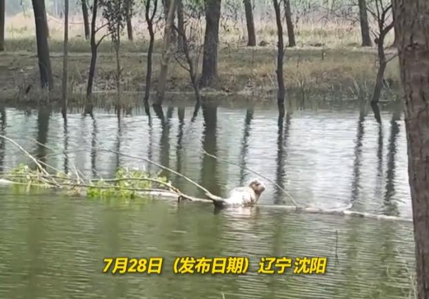 一场暴雨涨水，闹出稀奇一幕！辽宁一处乡村淡水鱼塘，最近迎来一位意想不到的特殊访客