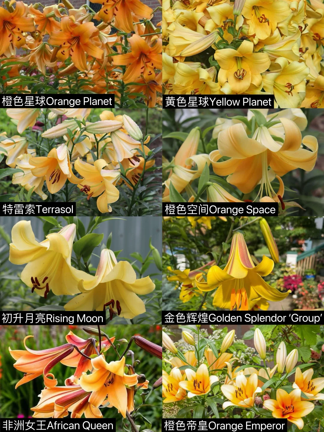 市售橙黄色系“喇叭花型百合花”相近色图集