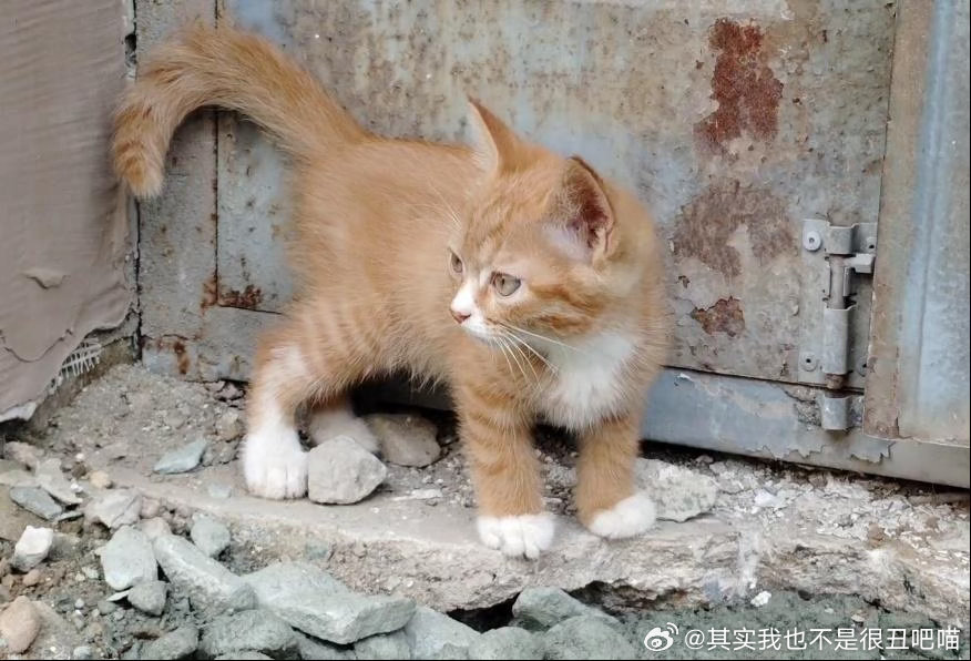 辽宁领养【辽宁辽阳】2个月小橘猫找家，亲人活泼，已做基础清洁。这只小橘猫大概2个