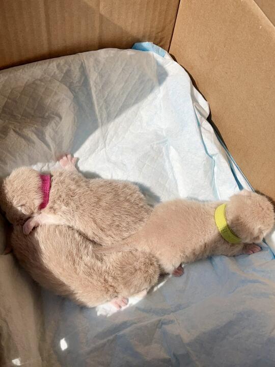 🇭🇰HK一窩紫金BB 搵家長