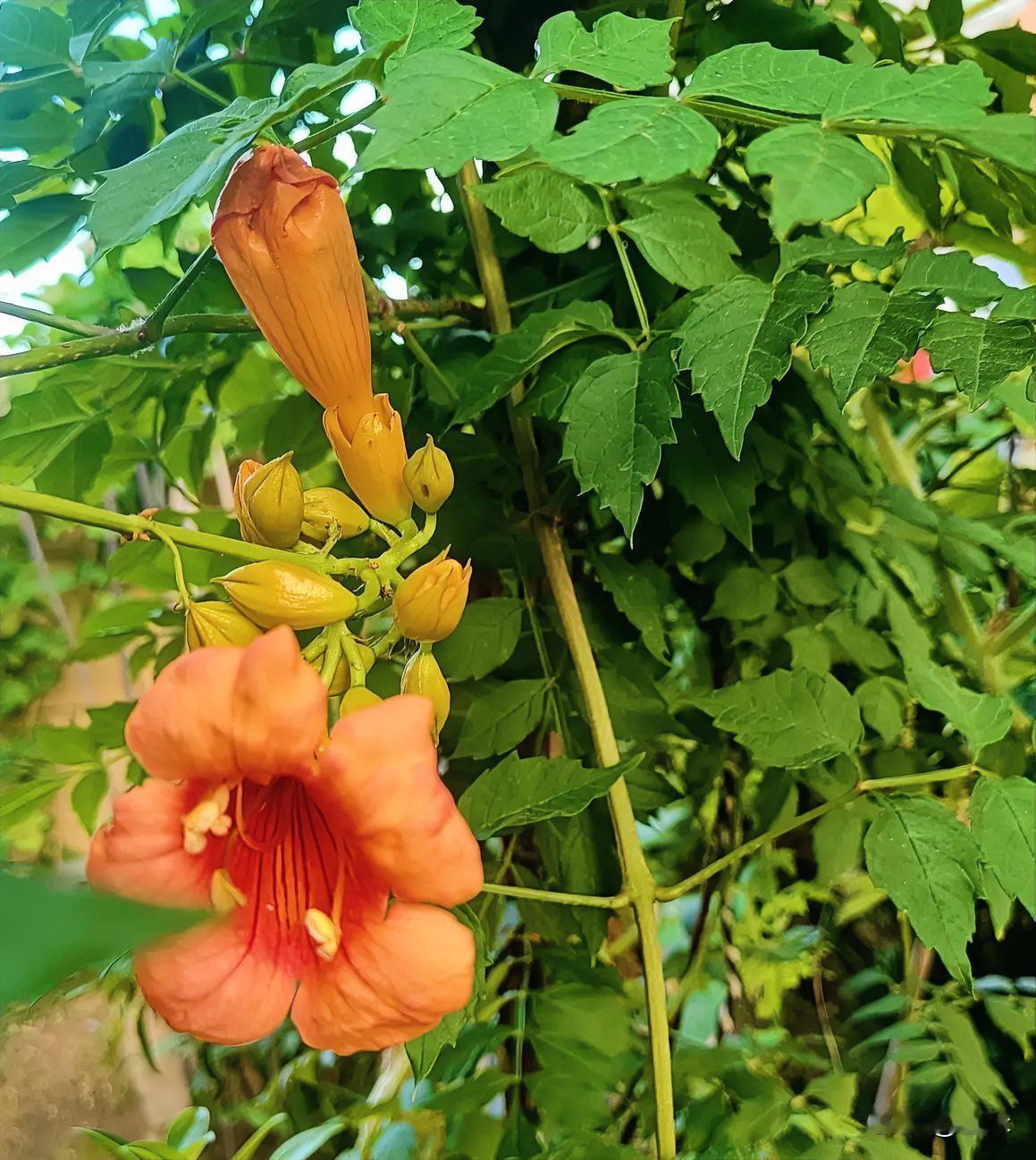 我家的凌霄花一直在开着，都已经持续一个多月了，花好看，叶子也特别漂亮！