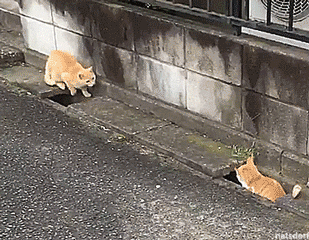 猫猫版打地鼠 