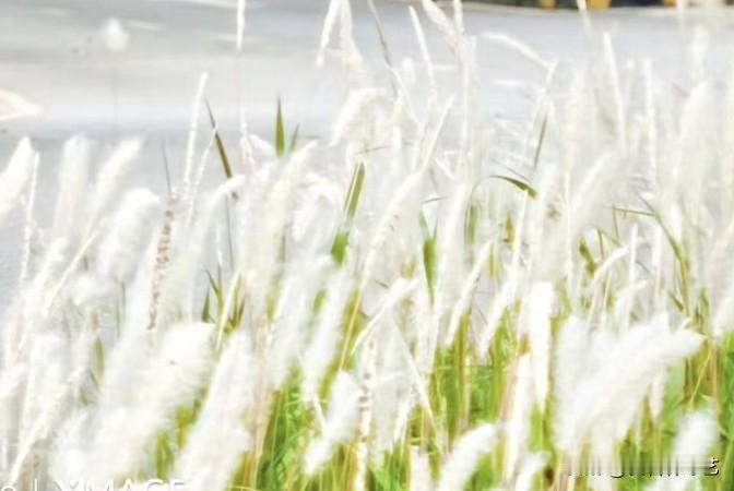 今年春天最想实现的心愿这丛蒲苇裹着白绒，风过处簌簌轻晃，像把云揉碎撒在了草尖。绿