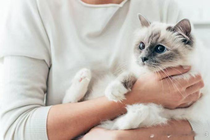 【看世界】在瑞典，将猫单独留在家中一整天现在属于违法行为。根据瑞典农业委员会（J