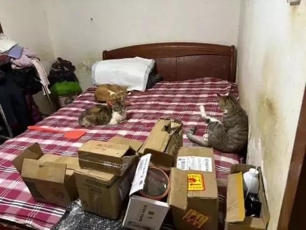 爱猫人士注意了！不要因为你的爱心泛滥而影响邻居跟着遭罪
事发地北京。邻居不堪忍受