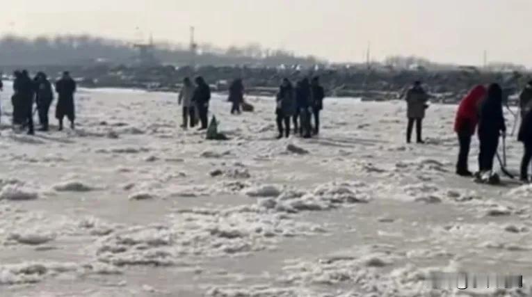 近日，锦州有一大热点，海域出现大量死梭鱼，可以说是家喻户晓且参与者众多，也引发网