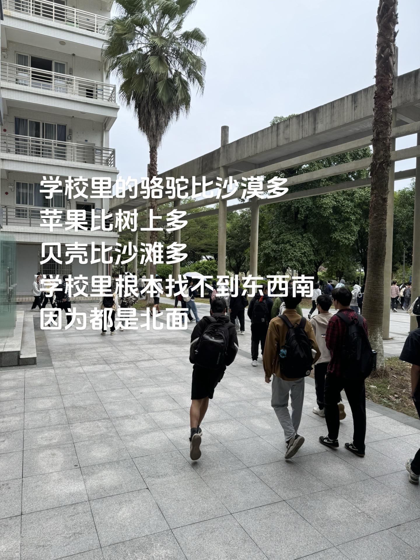 学校里的骆驼比沙漠多