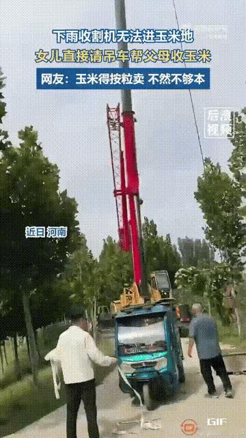 这大姐的办法真是让人想不到。

连天雨下得地里进不去收割机，玉米收不回来。她直接