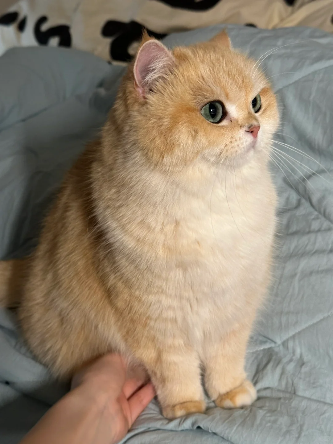 猫猫原始袋摸起来尊嘟好舒服