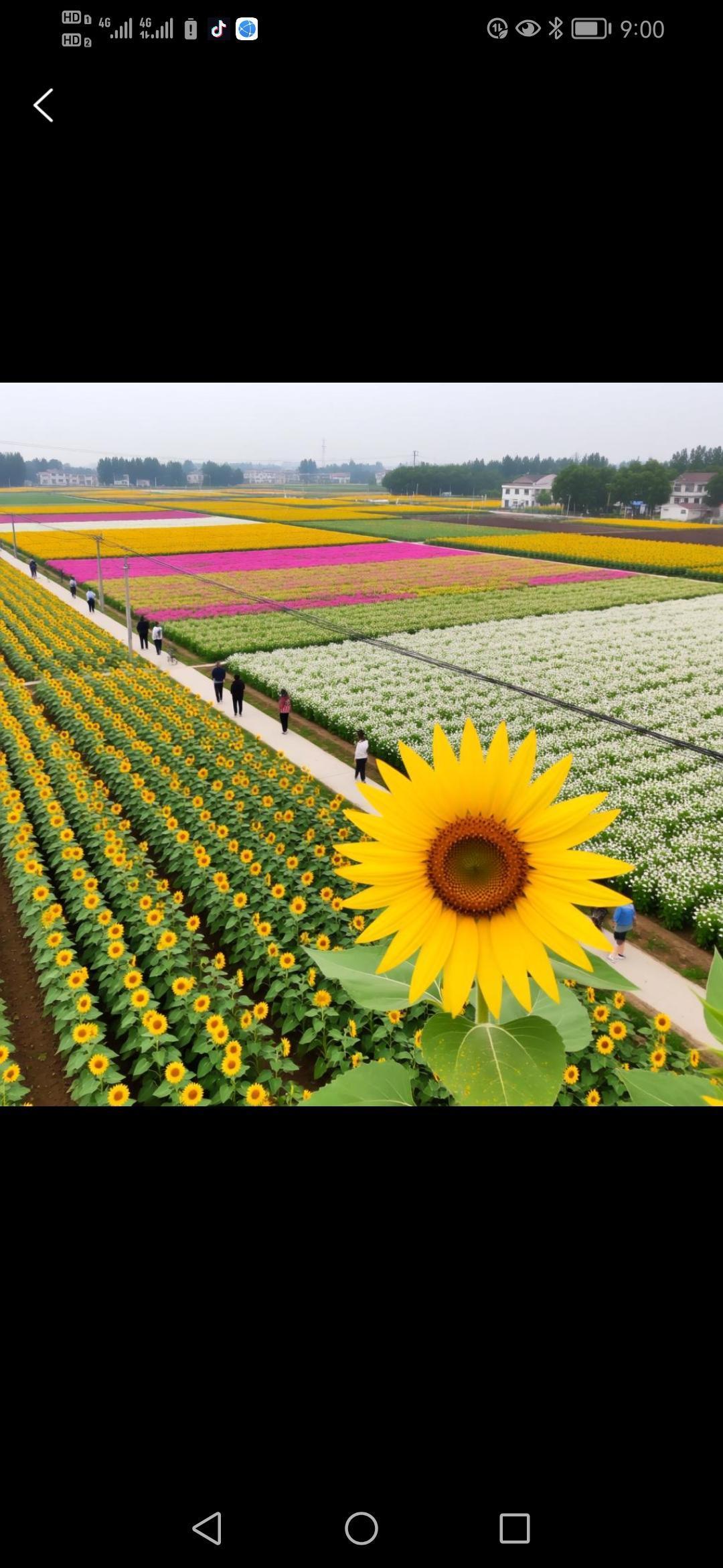 农田变花海，产值过亿不是梦！一朵花究竟有何魔力，竟能撬动亿元大市场？
从广州铺锦