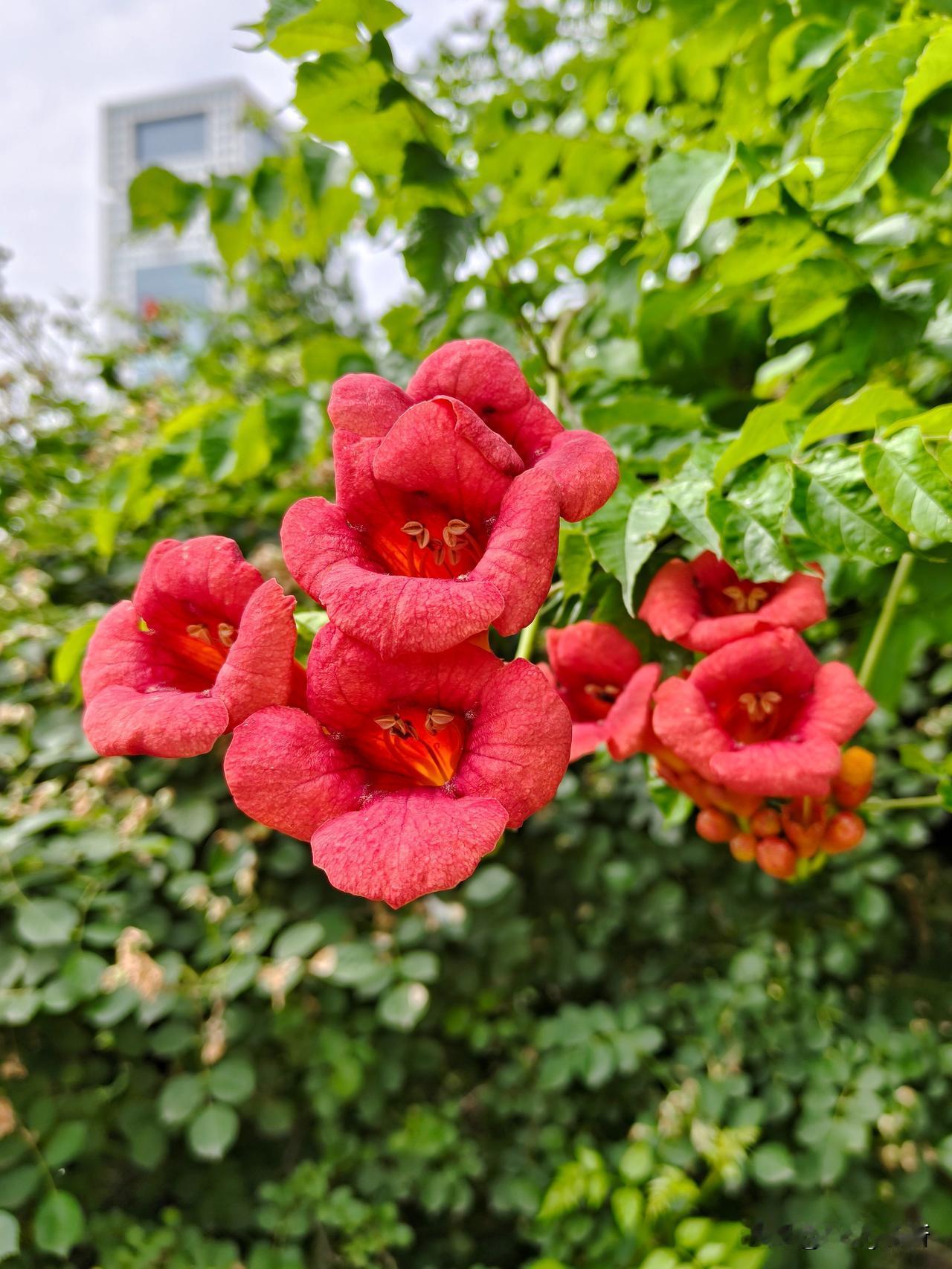 盛夏的风掠过院墙，一蓬蓬凌霄花便热烈地绽放在枝头。青碧藤蔓蜿蜒向上，橙红的花朵形