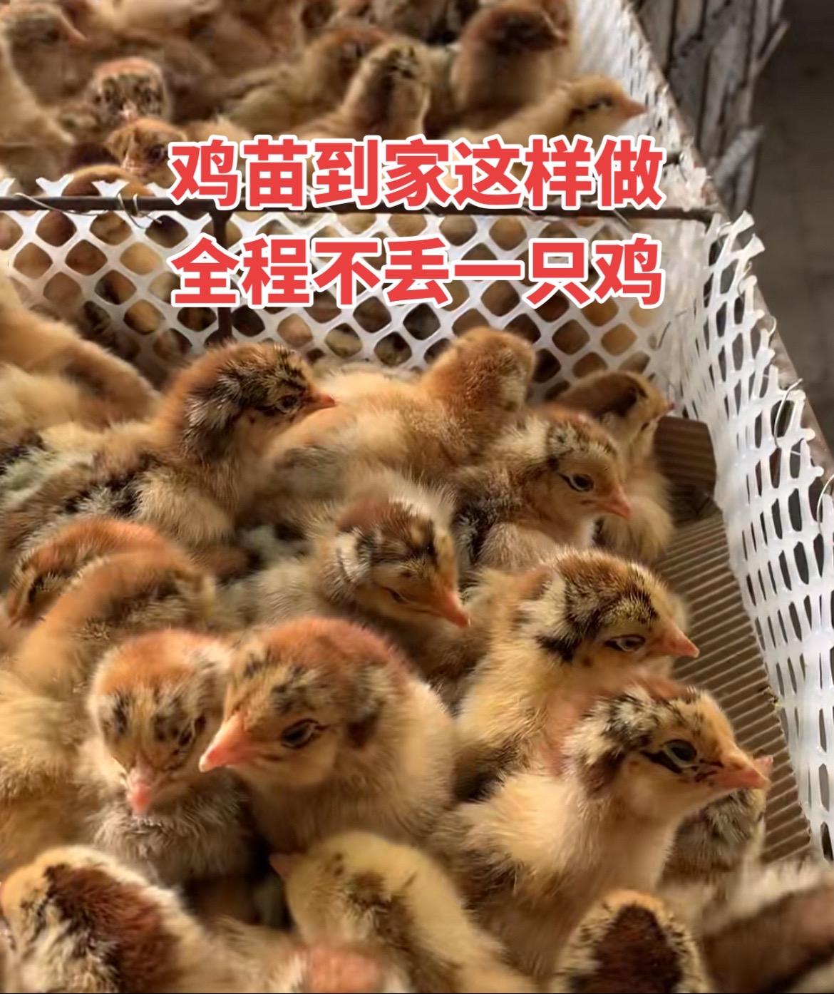生态散养土鸡 鸡苗 农村散养土鸡 抖音养鸡人 优质鸡苗