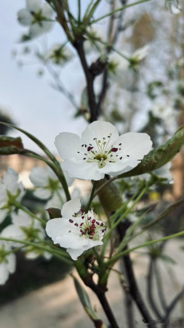 佛教发源于印度，光大于中国。经过中国僧人前往西方取经，或西域僧人东土弘法，佛教历
