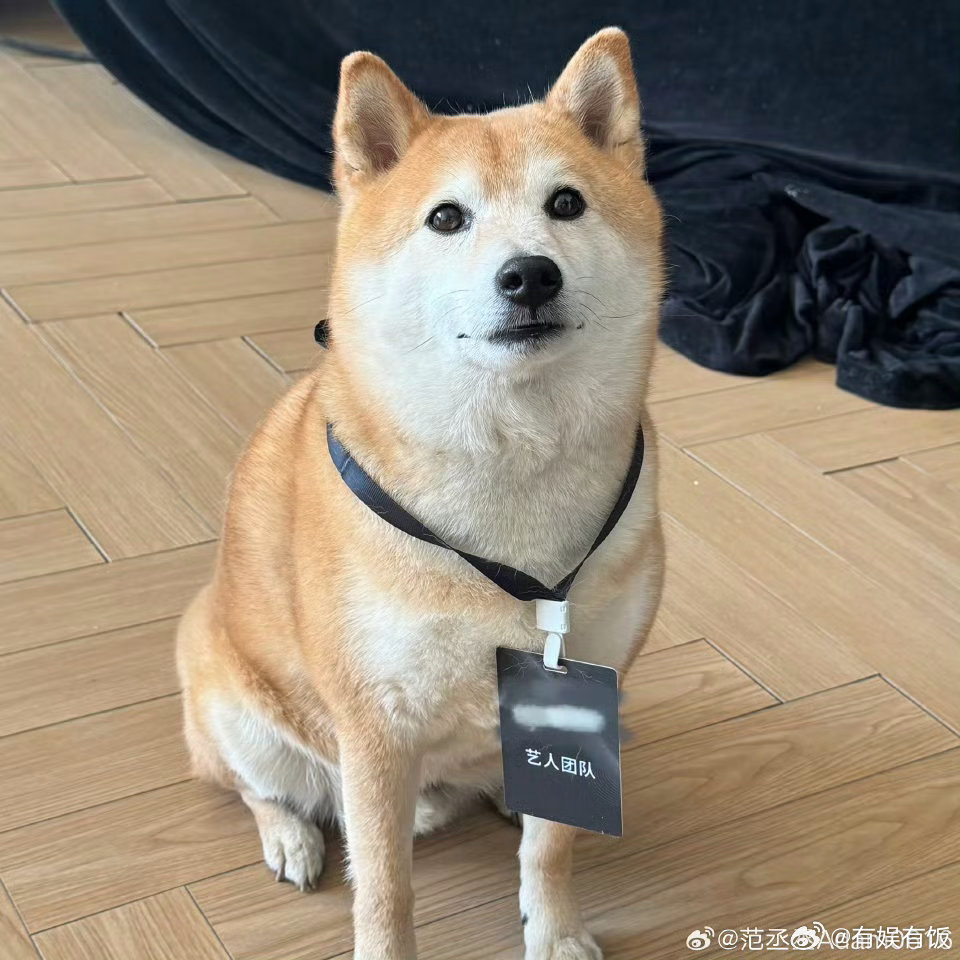 范丞丞的狗狗有艺人团队证范丞丞混入小狗局范丞丞的狗狗有艺人团队证，不错不错，