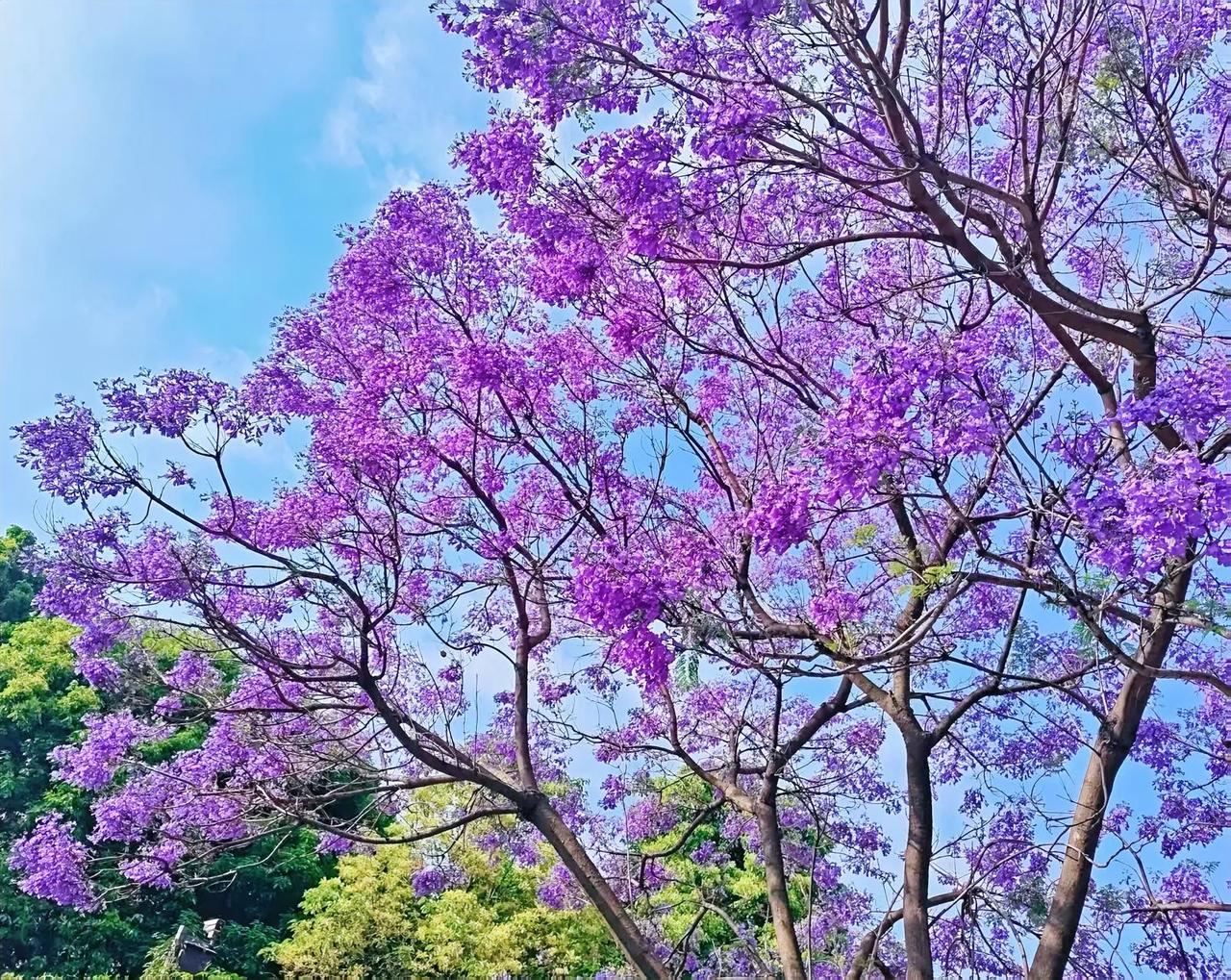 蓝花楹盛放时节，紫云倾泻枝头，抬眼便坠入一场流动的紫色幻梦。
