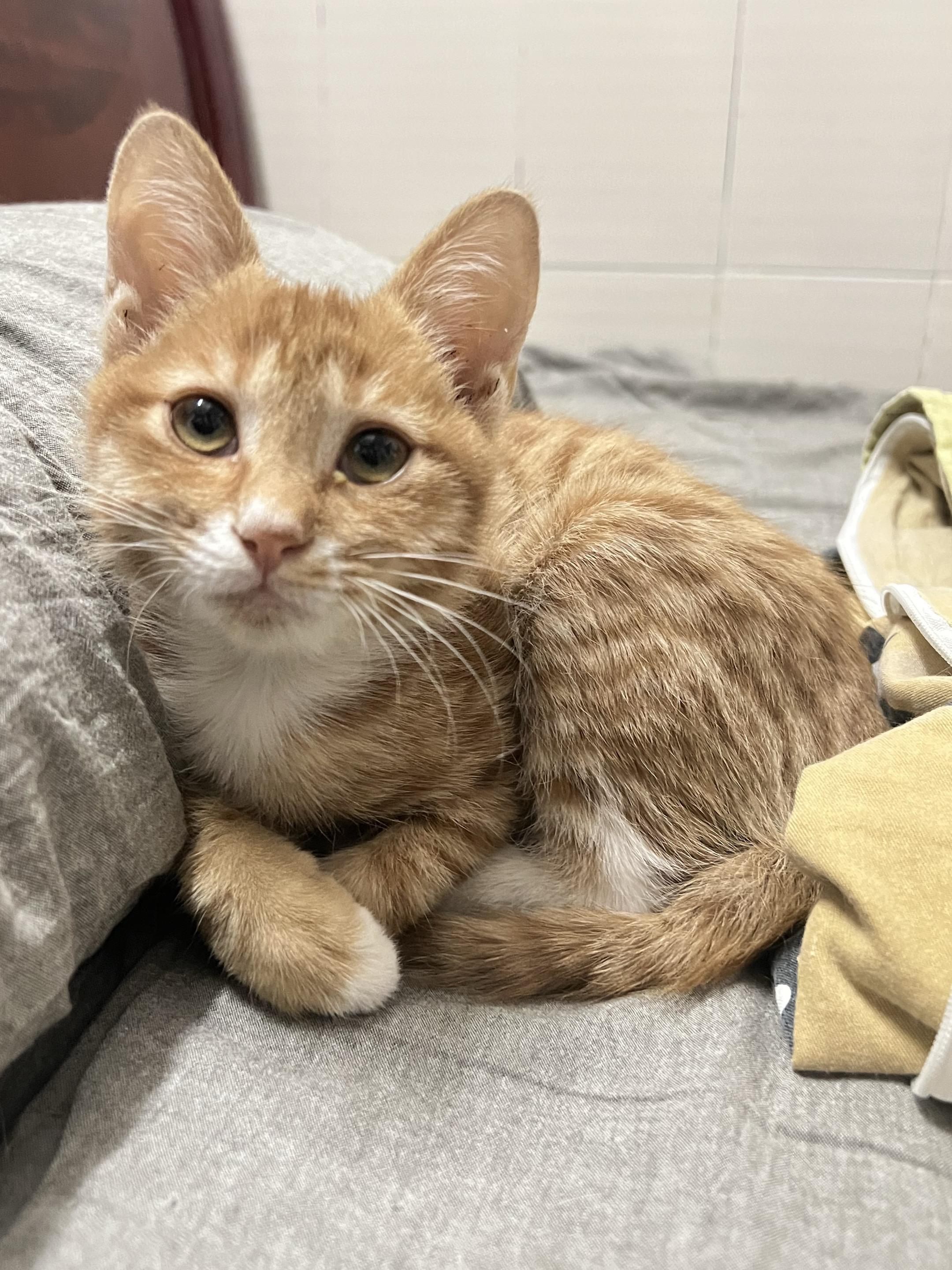 它好像个宝宝 小橘猫 大橘为重 铲屎官的戏精猫咪