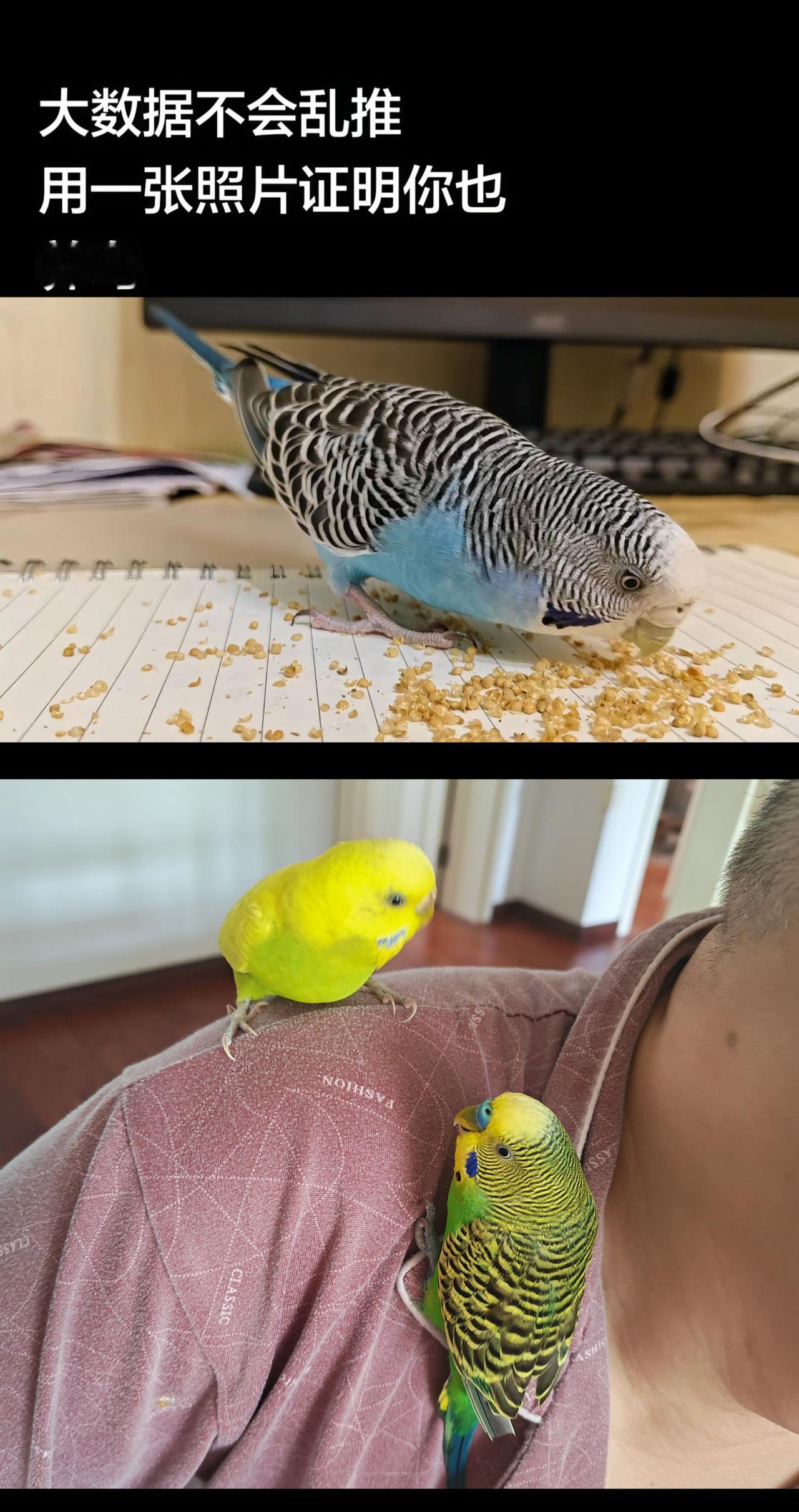 和 @1000人 一起 合拍 
🦜大数据诚不欺我！你家鹦鹉会干啥？@1000人