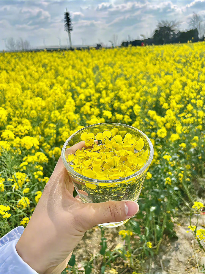 春天|油菜花文案：𝑺𝒑𝒓𝒊𝒏𝒈🍃采油菜花的小姑娘🌼 去有风的地方