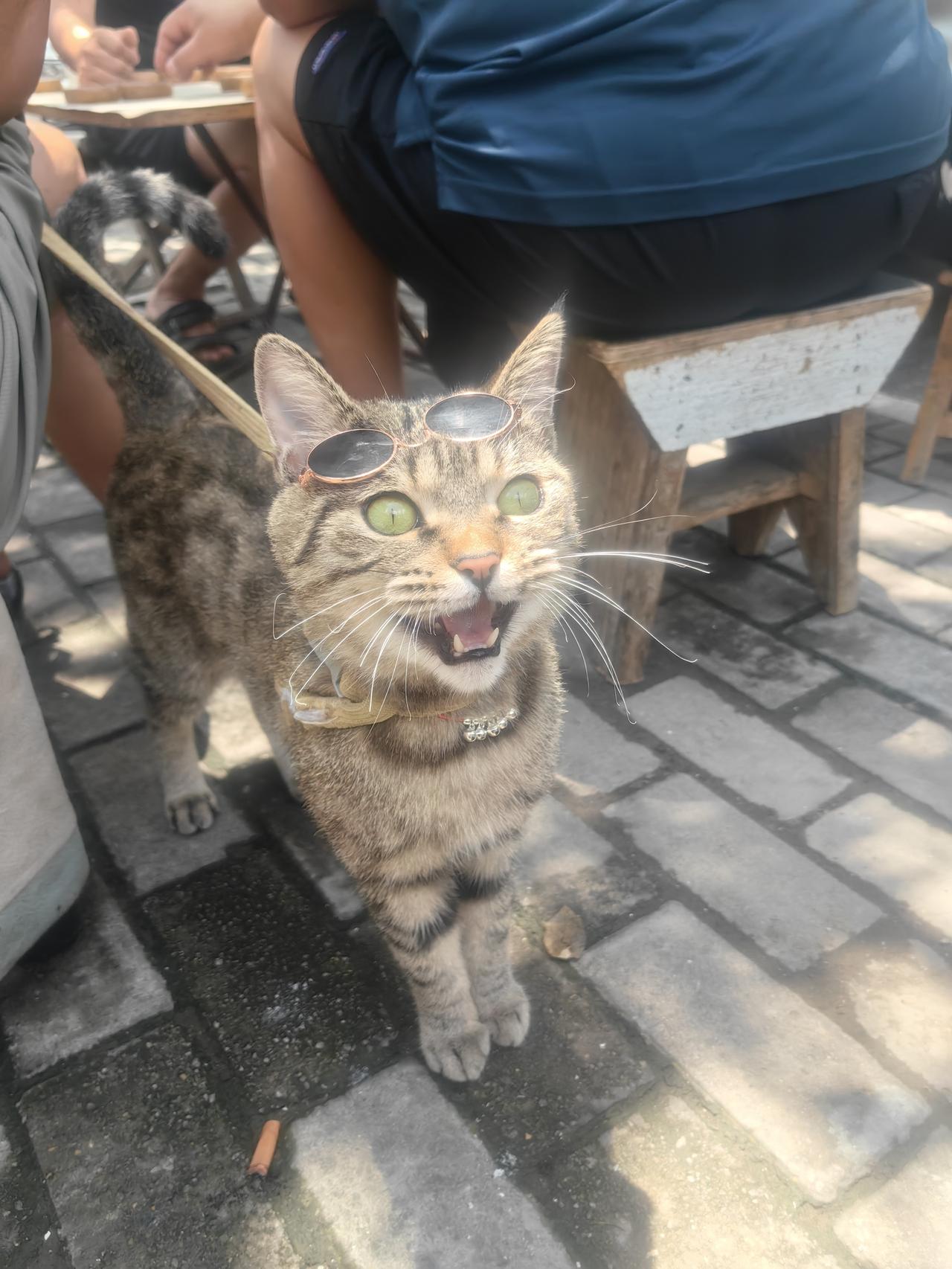 分享一下你随手拍下的照片下棋老爷子的狸花猫