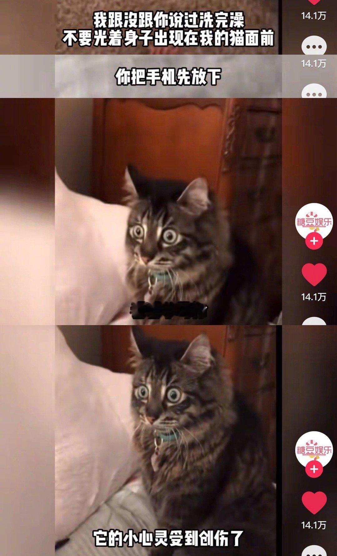 在猫猫面前脱光衣服裸体的话，你的猫会震惊吗[允悲]在猫的世界里，看到人类脱衣服是