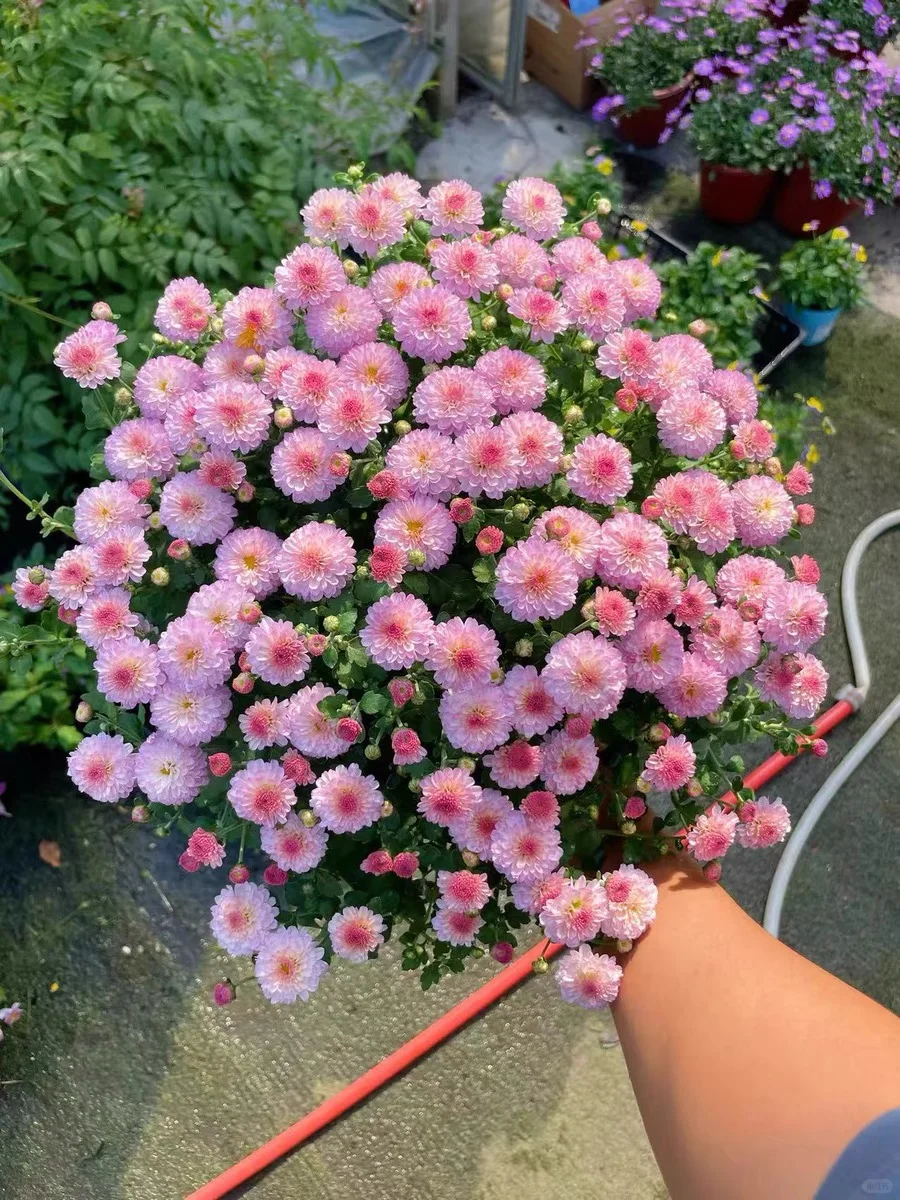 糖果菊-糖果甜心