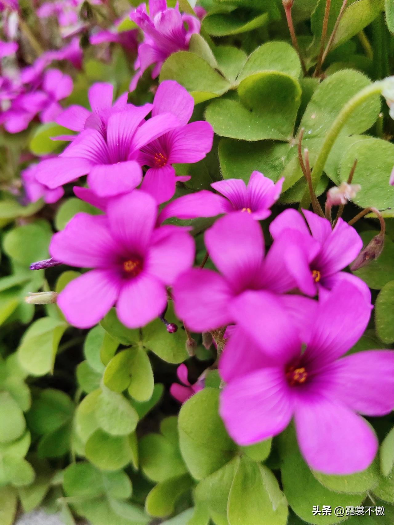 道路旁的米浆草花