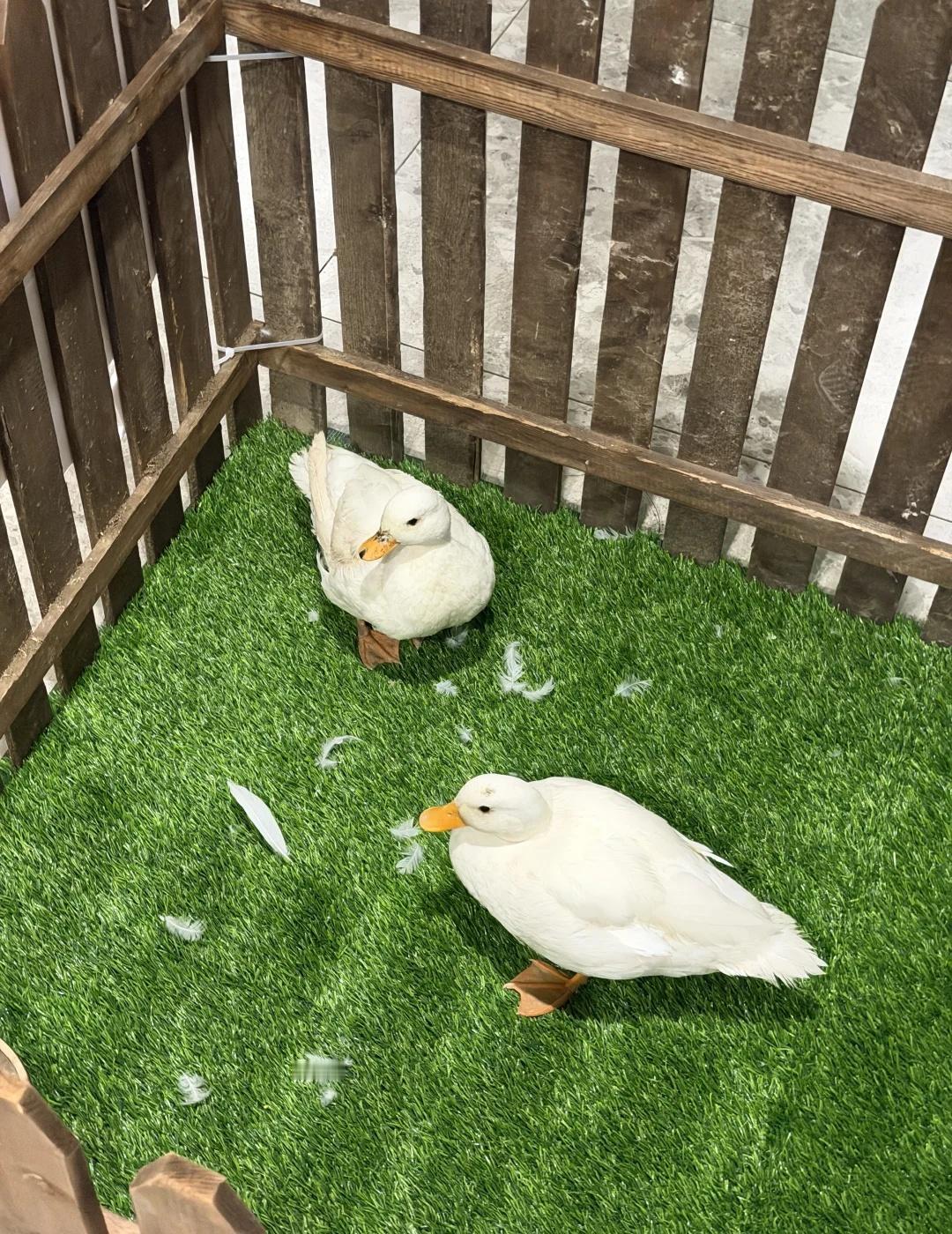邢台北国26萌萌的柯尔鸭来啦～～～
邢台也有柯尔鸭了 这就是王校长的柯尔鸭么 让