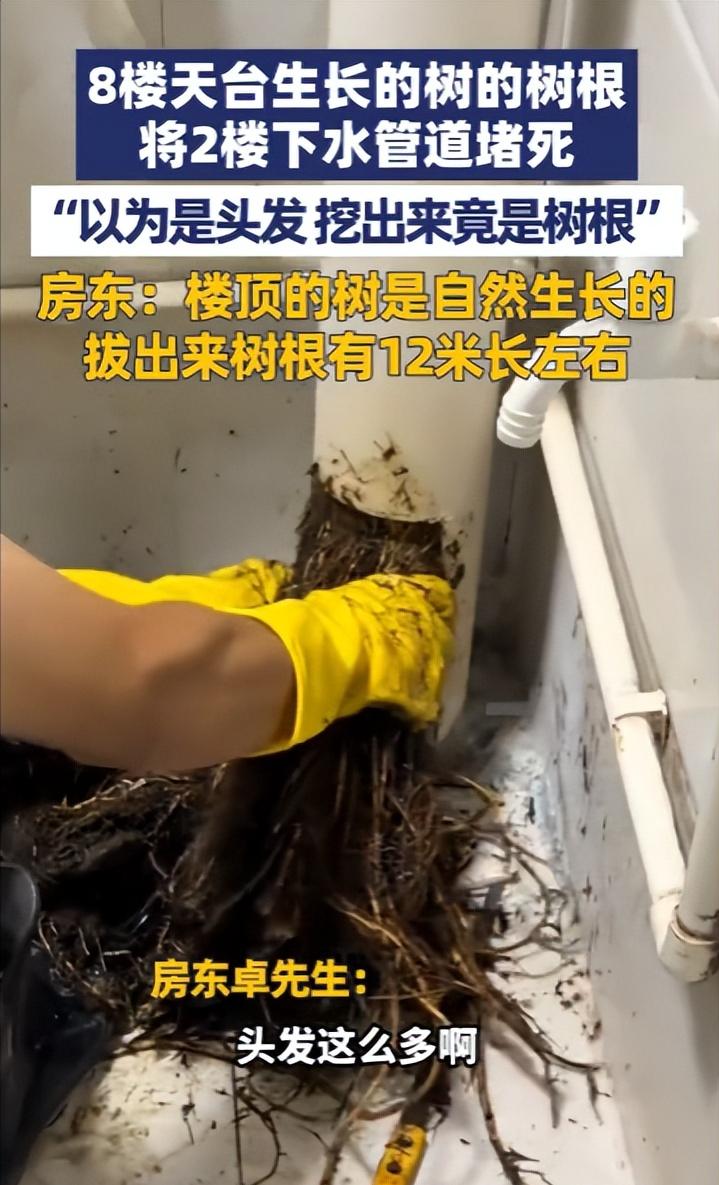 10月18日报道，广东深圳，一房东发现2楼的下水管道被堵死，本以为是头发堵得，谁
