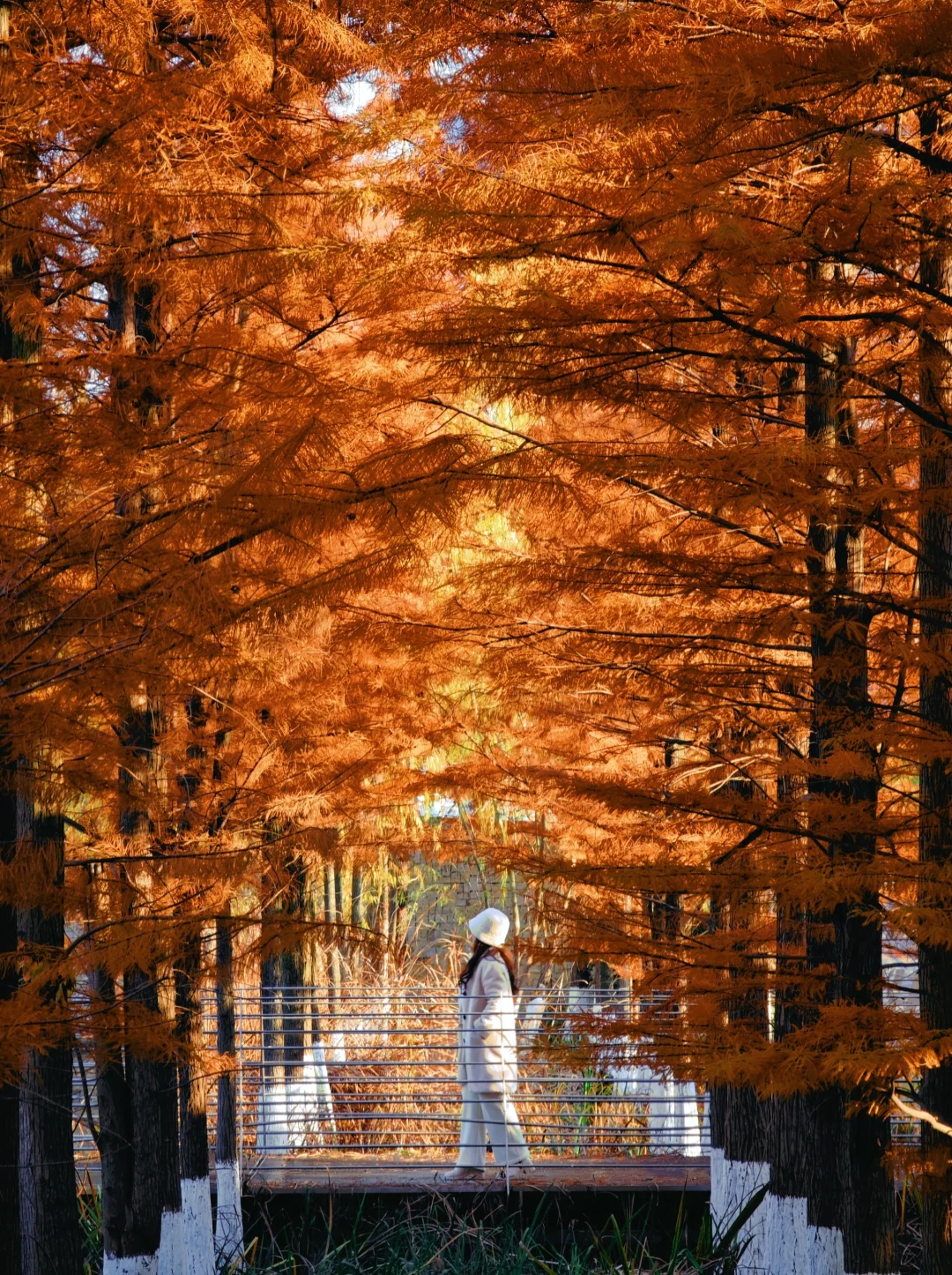 別挤燕雀湖‼️南京这里的落羽杉林人少免费