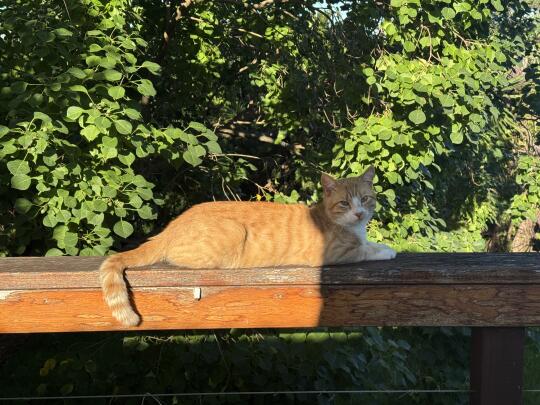 晒太阳的小肥🐱～