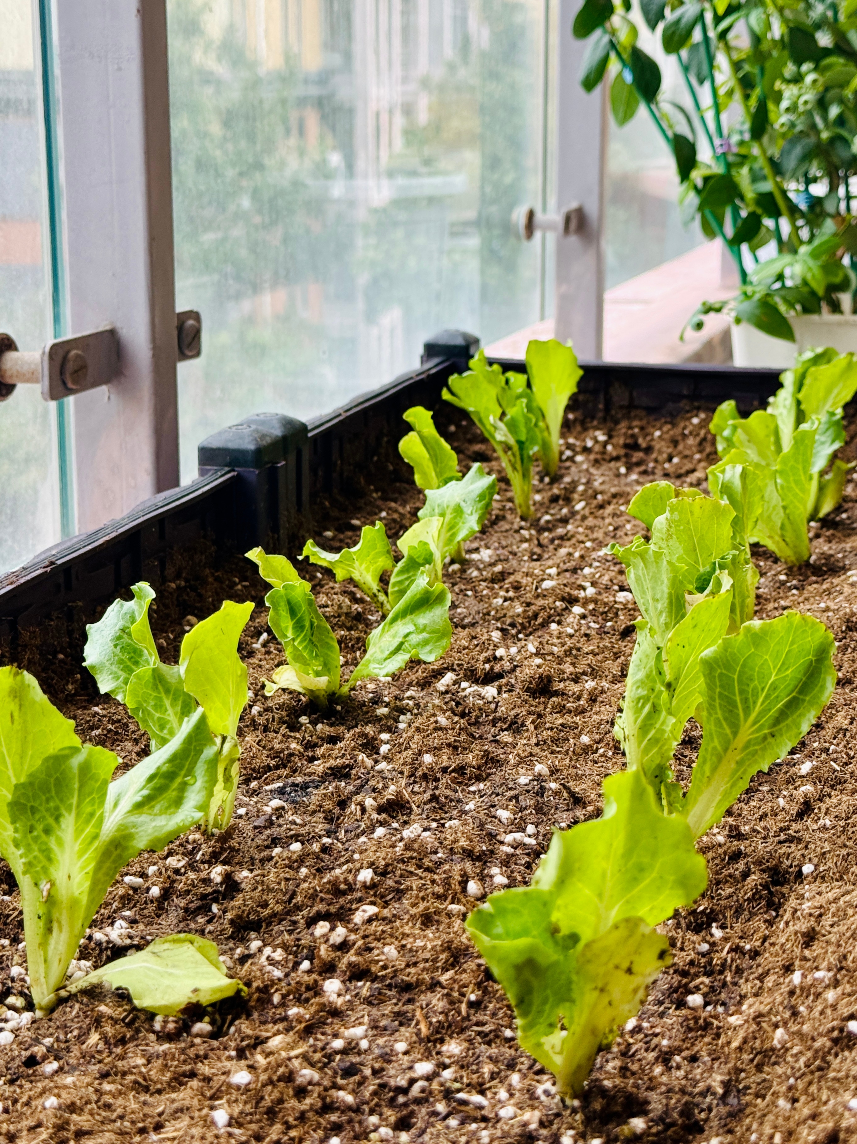 阳台种菜 每天最大的乐趣就是去阳台给它们浇水施肥～种了 小米辣、线椒、香菜、圣女