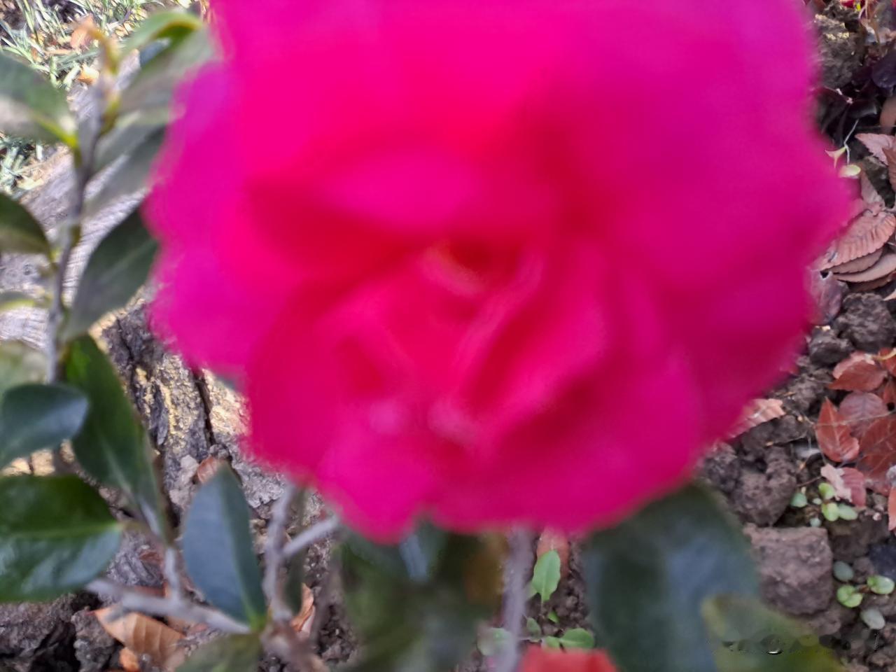 晒出你手机中盛开的花朵这是今天在小区路边拍摄的山茶花。气温还在10度左右就开出了